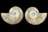 Agatized Ammonite Fossil - Crystal Filled Chambers #145844-1